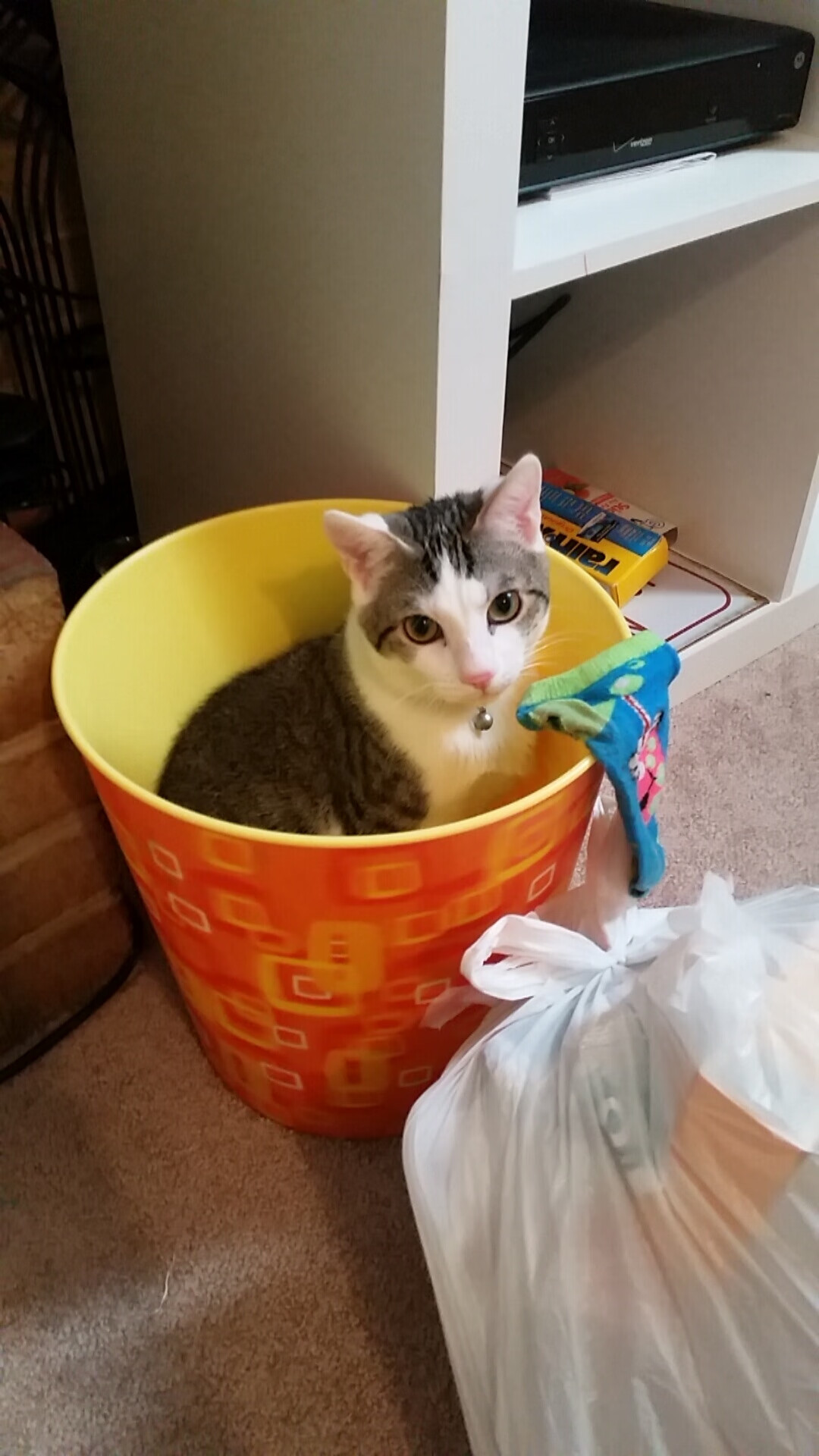 “世界杯战斗即将开启：萨尔·巴赫为南非队定下基调”