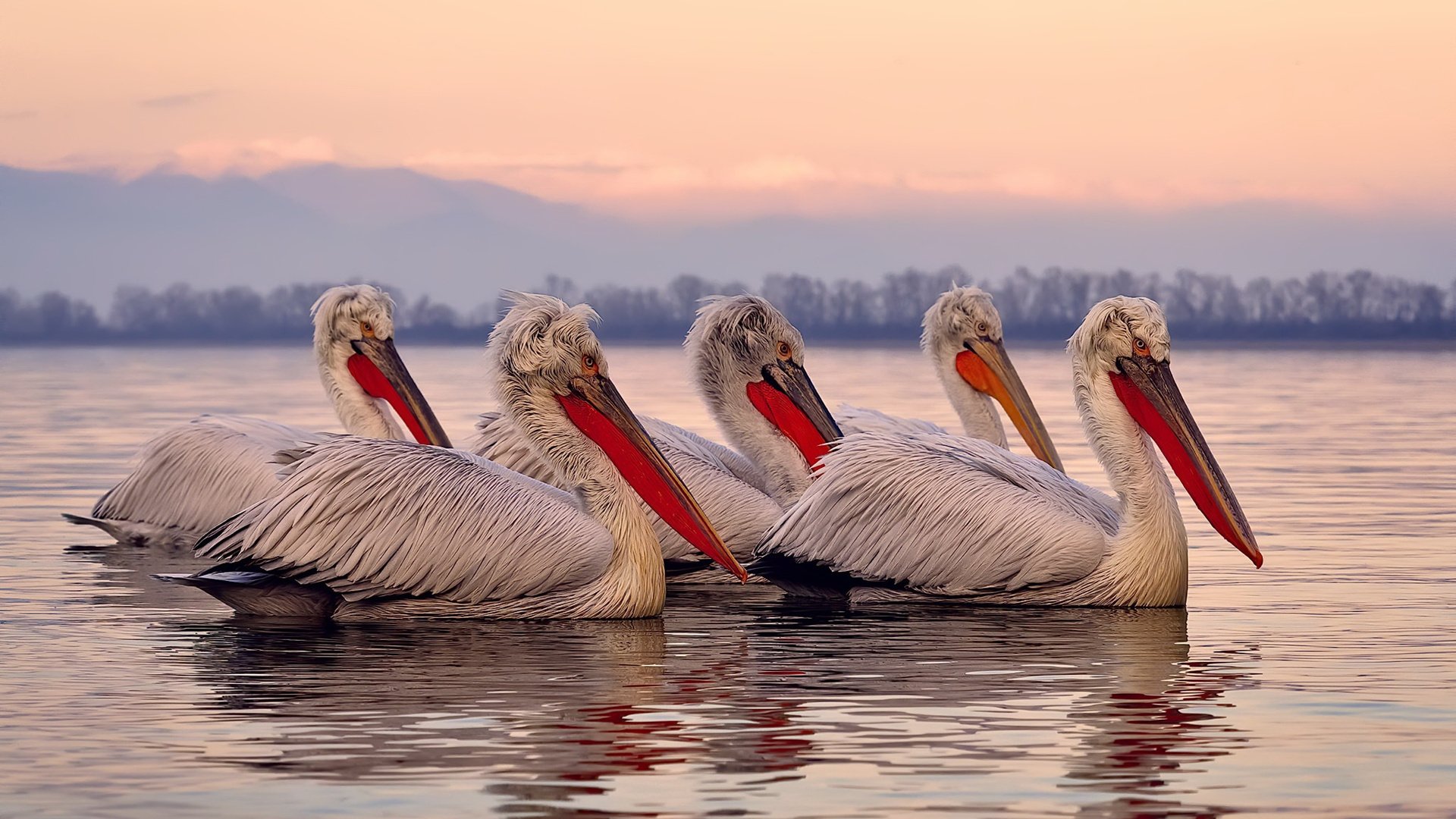 乐鱼体育app官网下载-澳大利亚队未来战略：注重团体合作提升整体实力，澳大利亚队怎么样