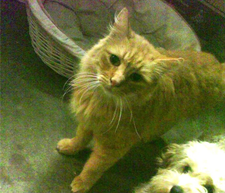 乐鱼体育app官网入口-“胡利安·门德斯的脚下技巧与反应速度，助美洲狮队攻占世界舞台”